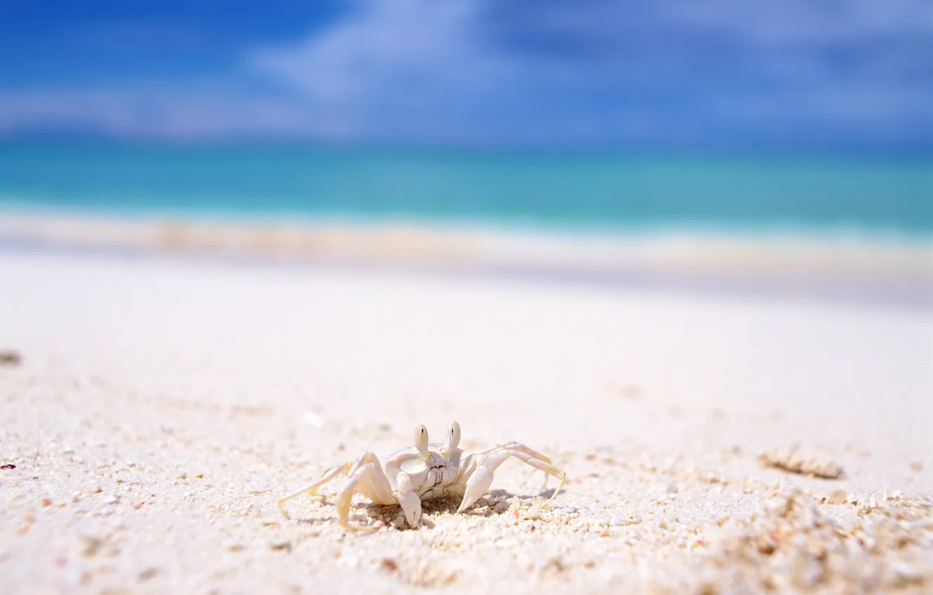Photo wallpaper sand, sea, summer, stay, crab