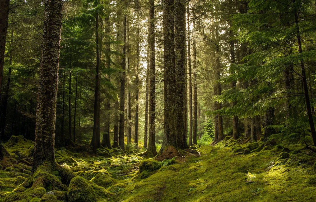 Photo wallpaper forest, trees, nature, moss