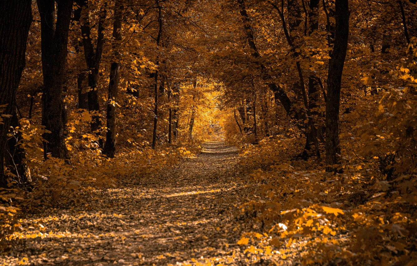 Photo wallpaper road, autumn, forest, leaves, trees, Park, alley