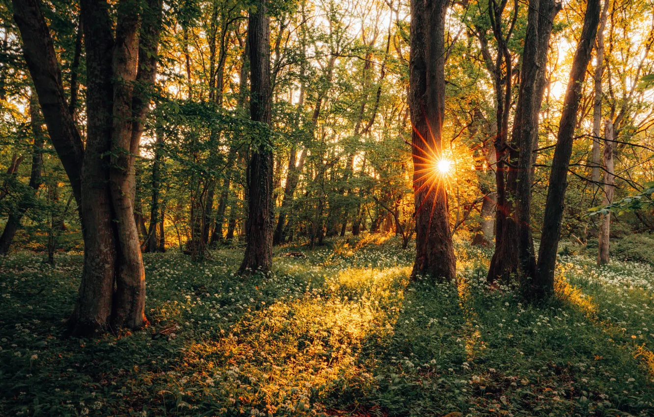 Photo wallpaper greens, forest, the sun, glade, ramsons