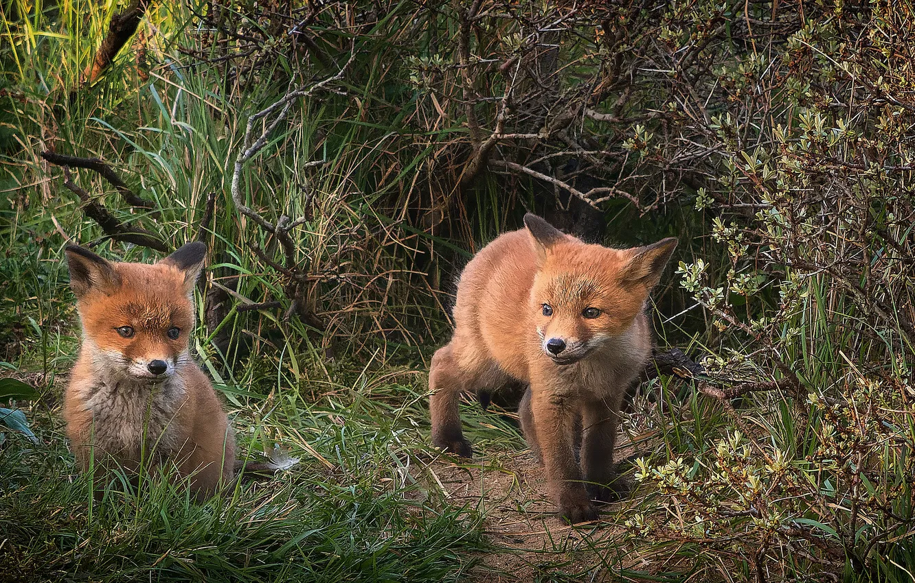 Photo wallpaper thickets, Fox, Fox, Fox