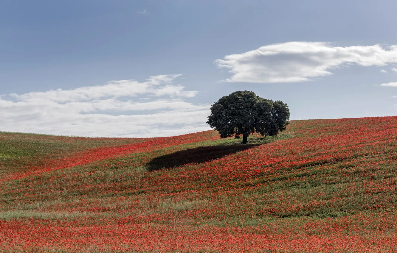 Photo wallpaper field, the sky, clouds, trees, flowers, red, hills, Maki