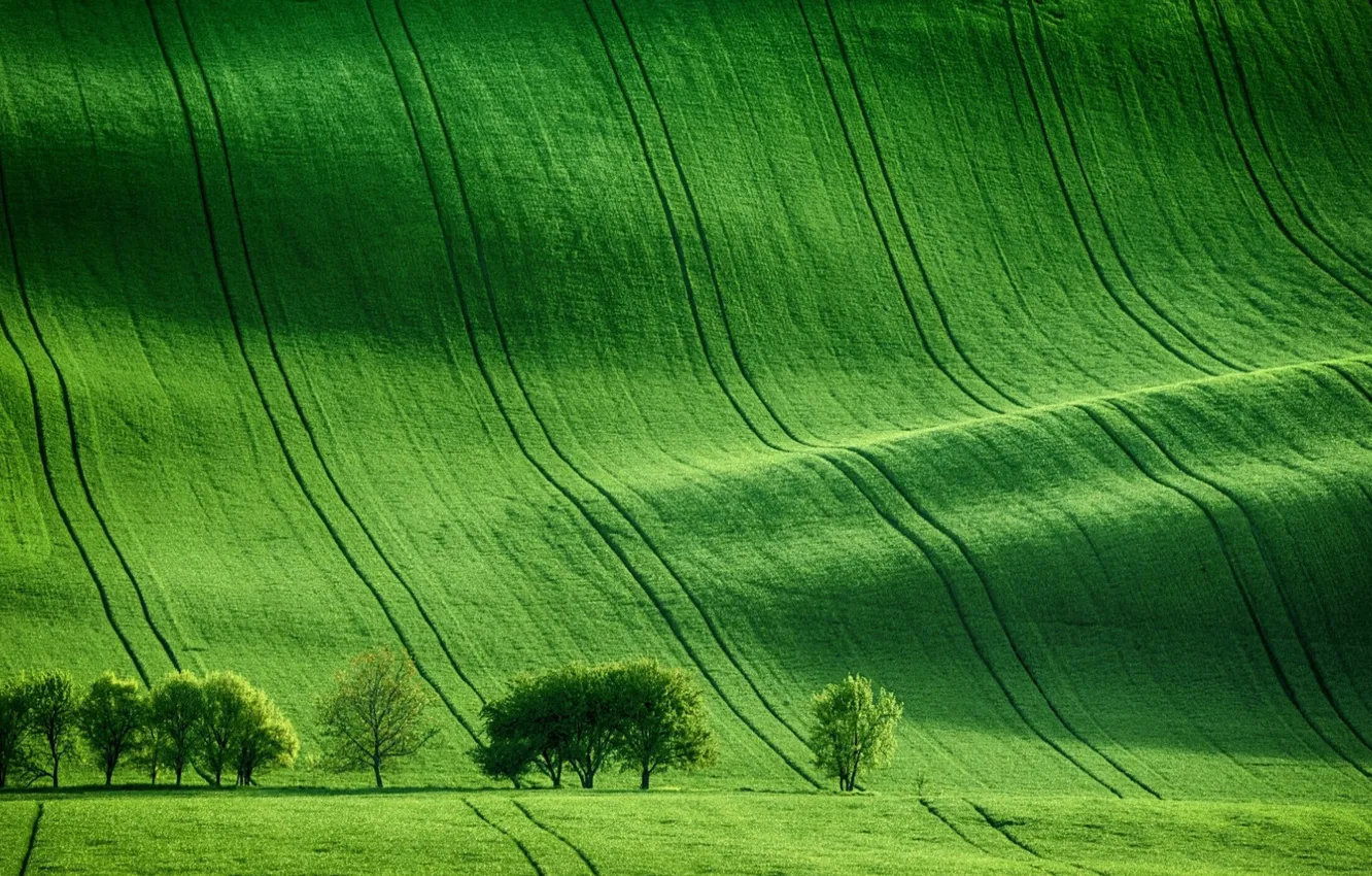 Photo wallpaper green, trees, field, nature, meadow