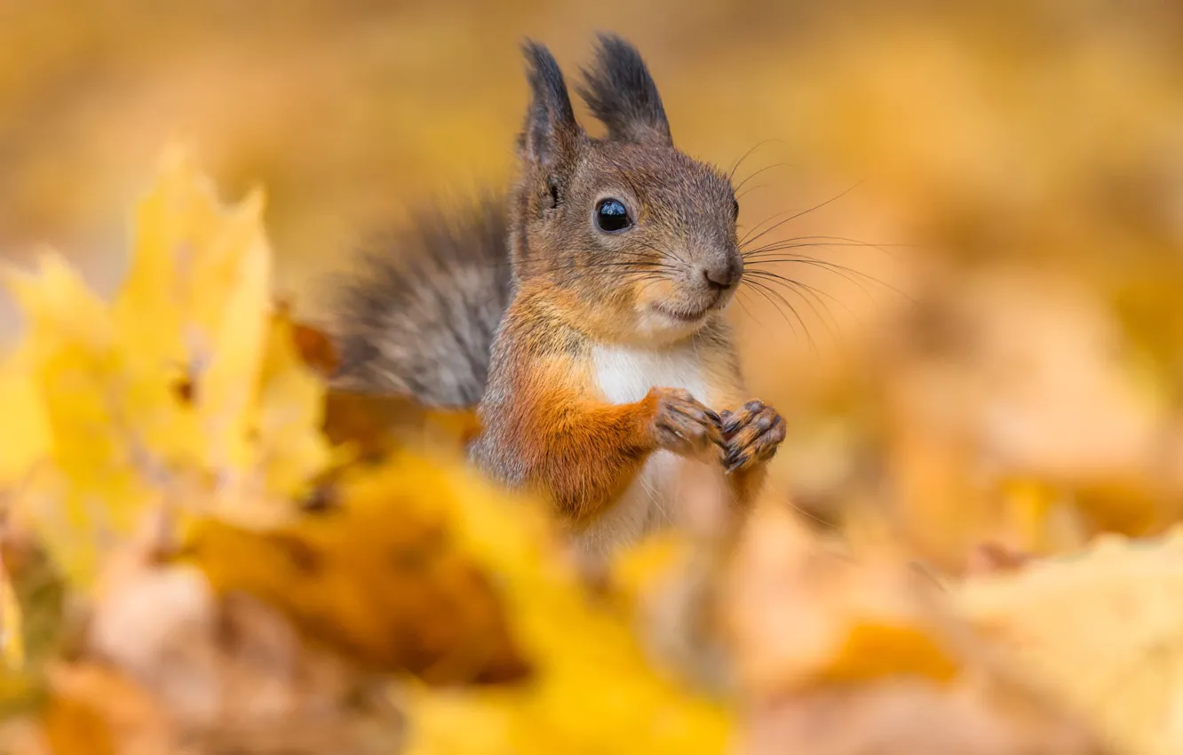 Photo wallpaper autumn, look, nature, pose, foliage, portrait, legs, protein
