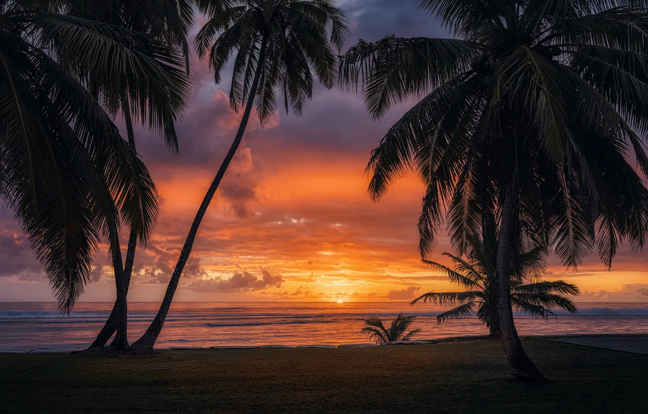Photo wallpaper sand, sea, beach, summer, the sky, the sun, clouds, trees