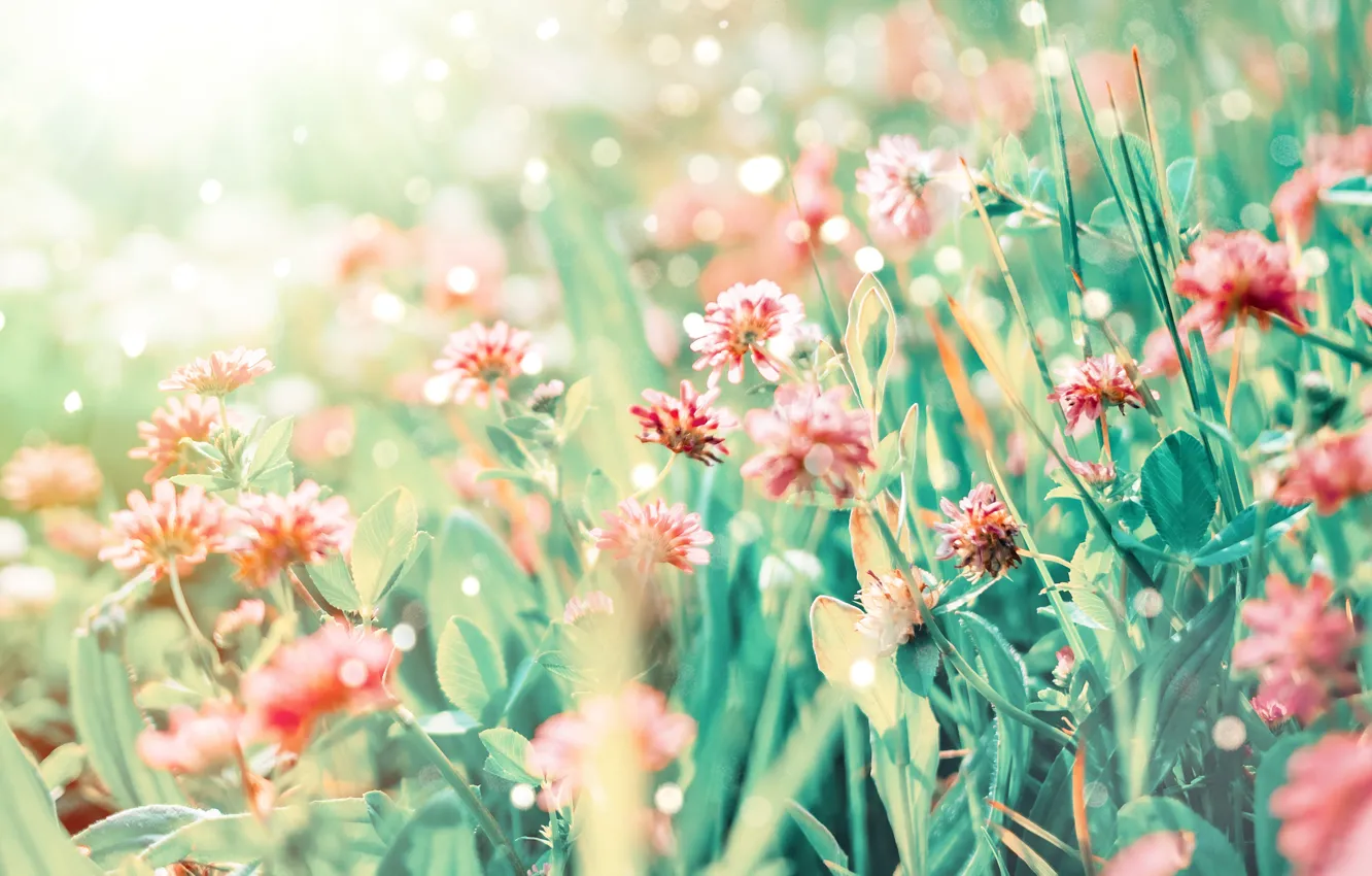 Photo wallpaper field, summer, flowers, clover, field, @marbom