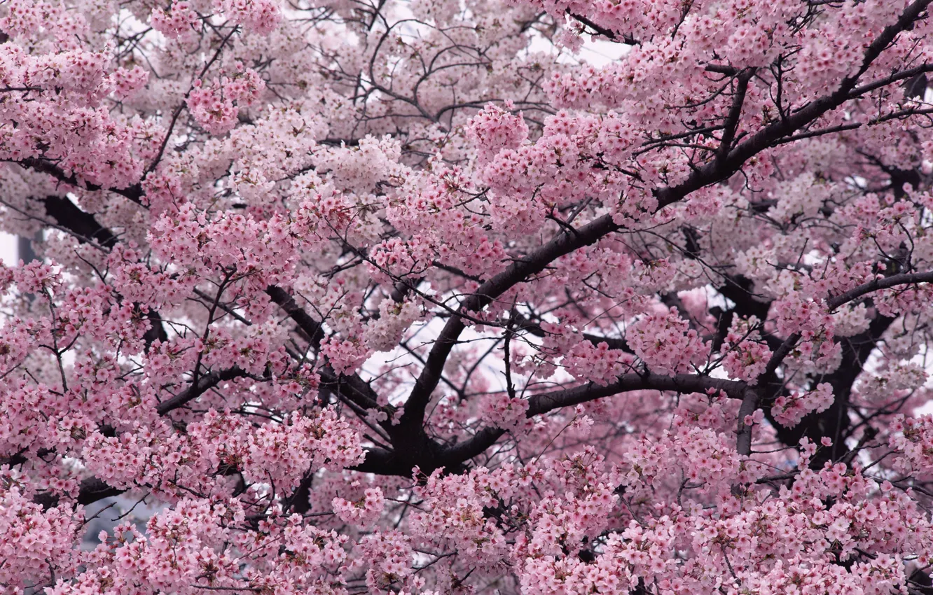 Photo wallpaper branches, nature, cherry, tree, pink, spring, garden