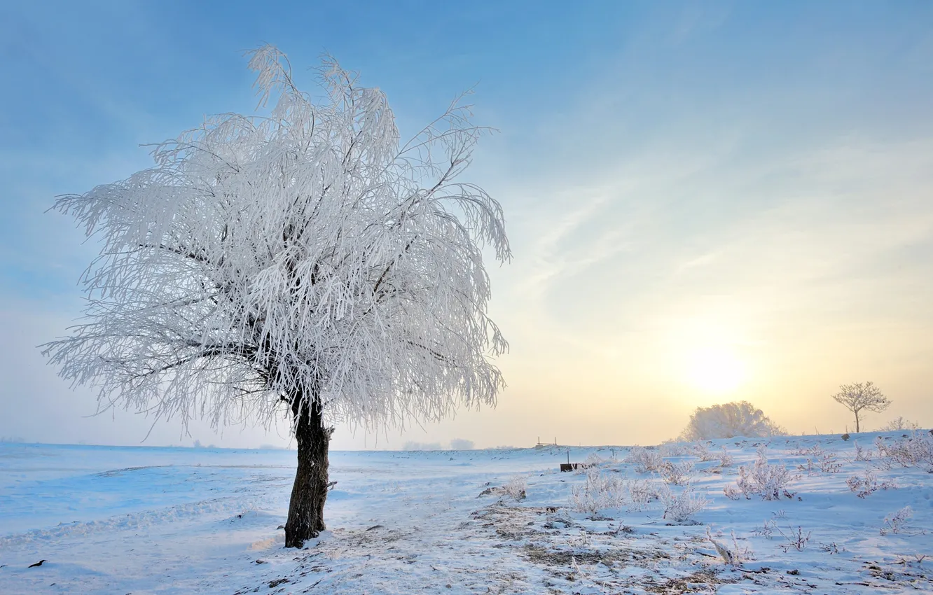 Photo wallpaper winter, frost, snow, trees, nature