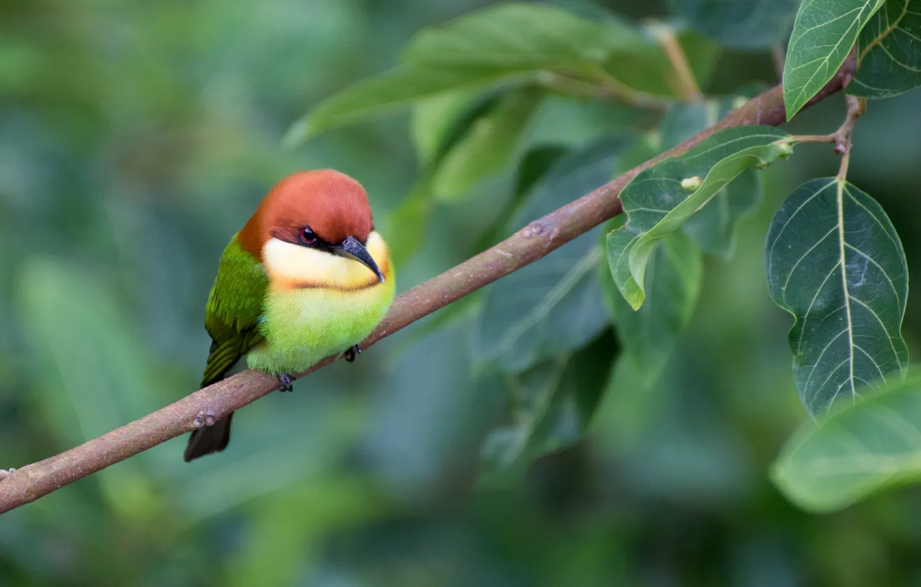 Photo wallpaper bird, foliage, branch, schurka