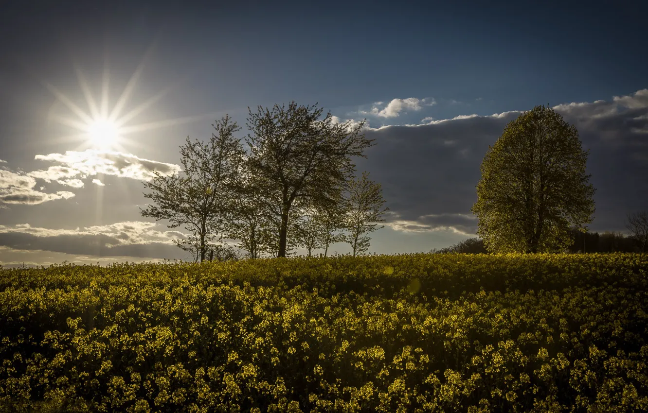 Photo wallpaper field, the sun, trees, Germany, rape, rapeseed field