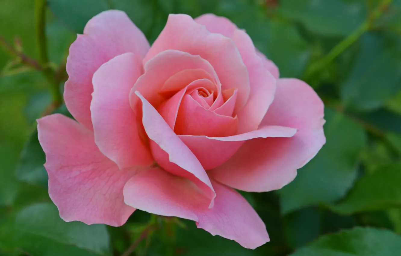Photo wallpaper macro, roses, petals, buds