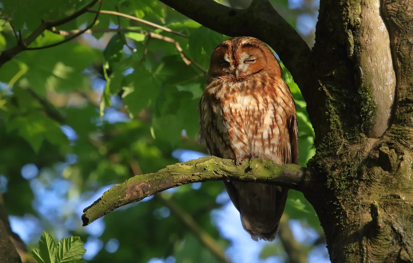 Photo wallpaper trees, owl, bird, on the tree, Gray owl