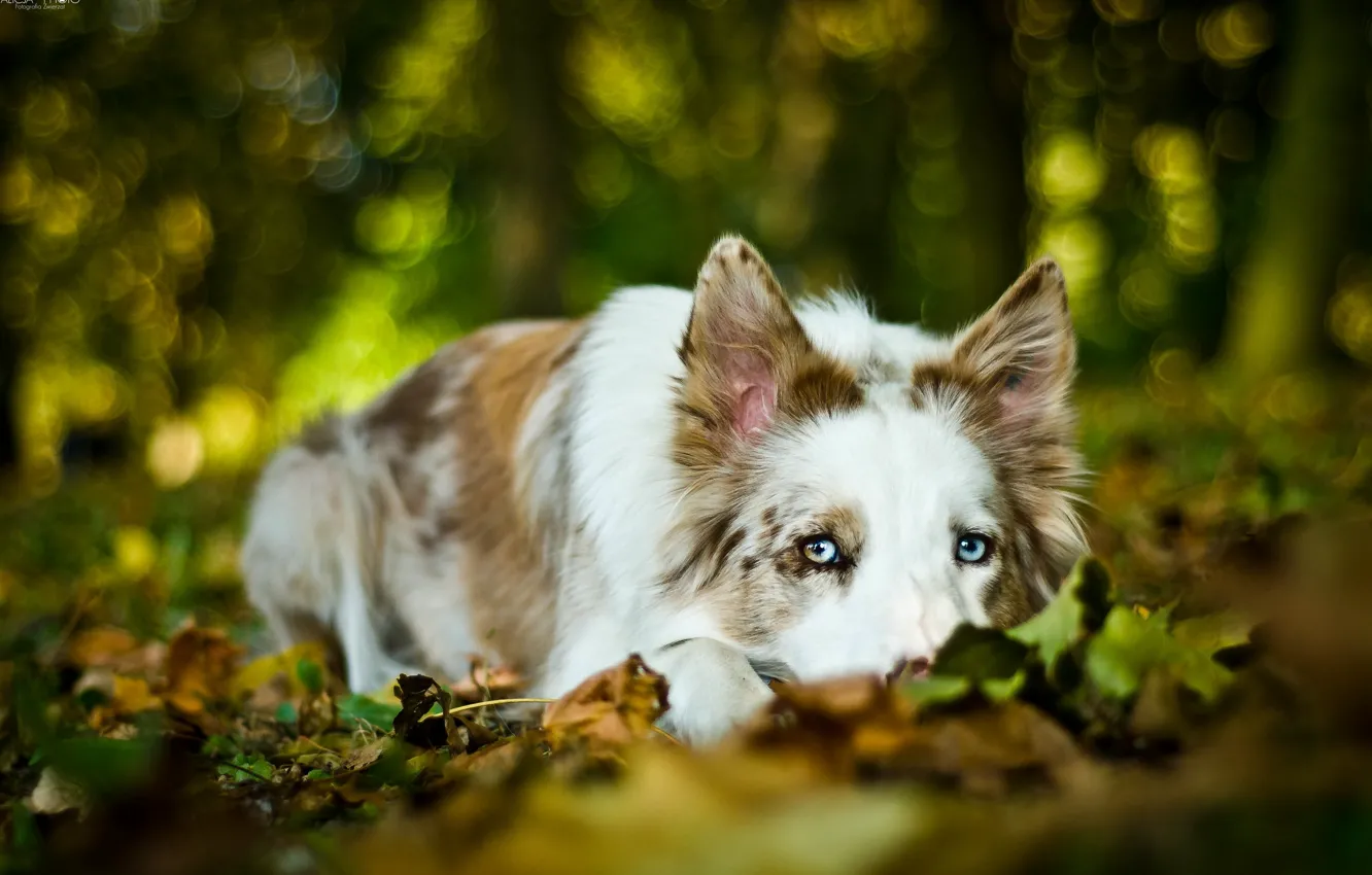 Photo wallpaper look, each, dog