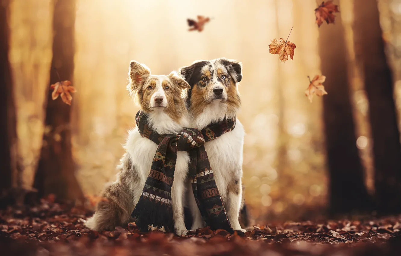 Photo wallpaper autumn, each, dog, scarf