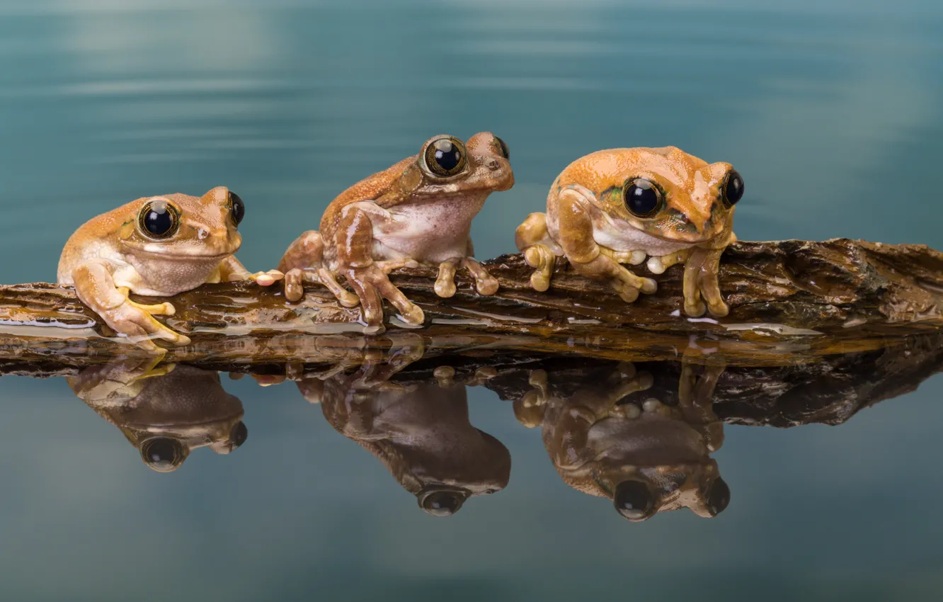 Photo wallpaper water, three, Amphibian, Trachycephalus resinifictrix
