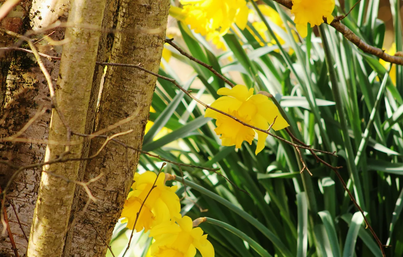 Photo wallpaper flowers, spring, daffodils