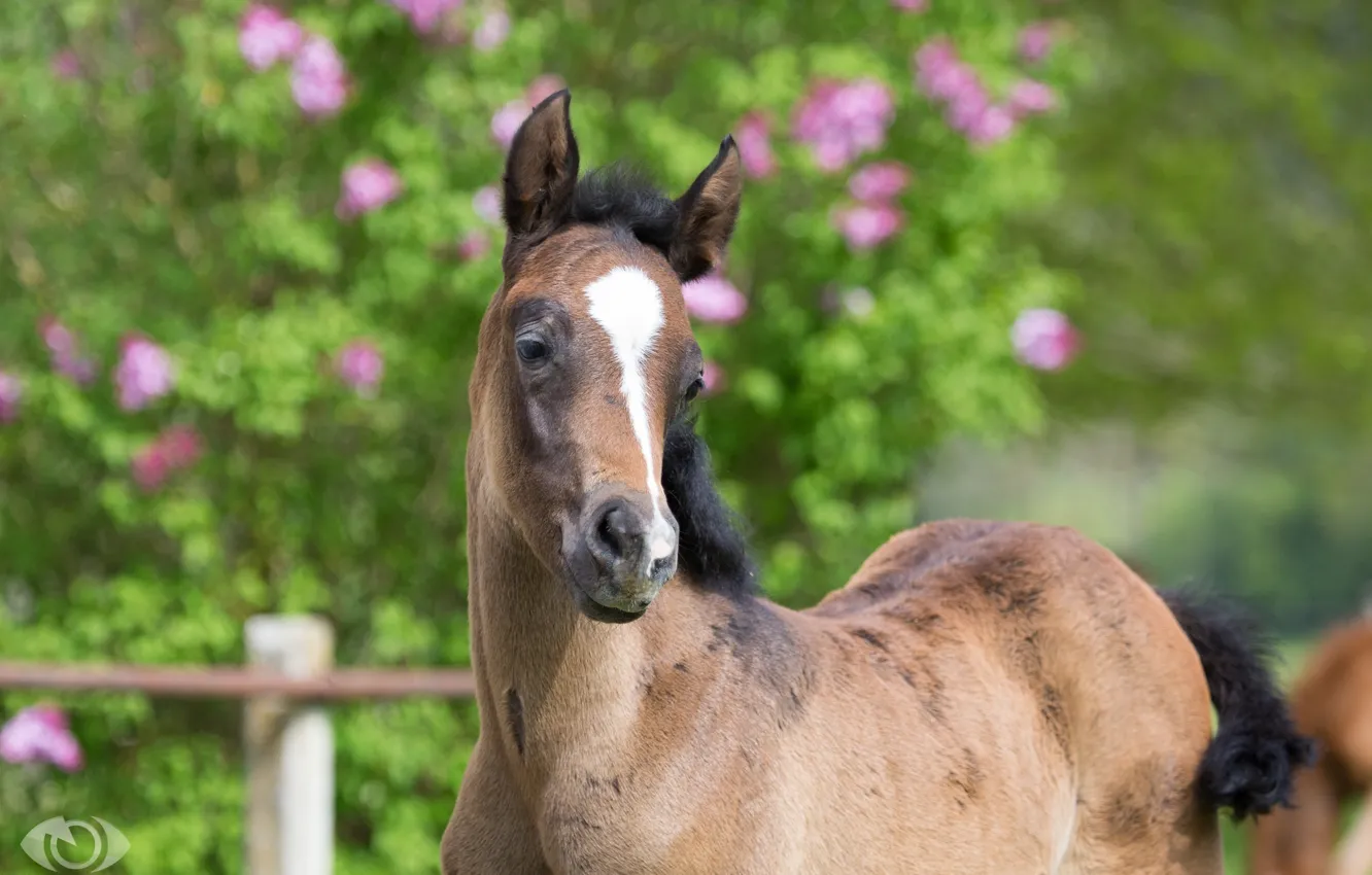 Photo wallpaper baby, cub, mordaha, foal, (с) Oliver Seitz