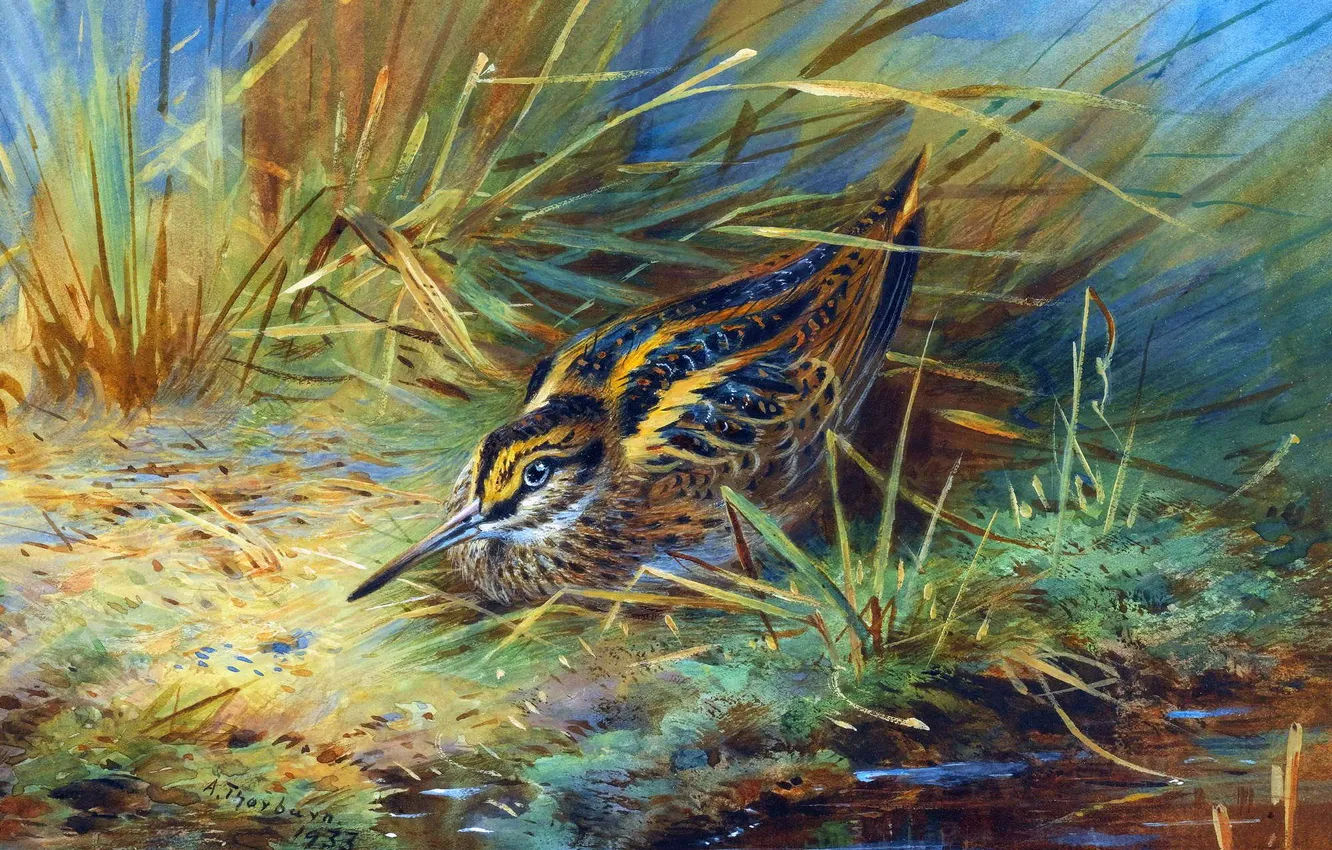 Photo wallpaper grass, bird, picture, Scottish painter, Archibald Thorburn, Archibald Thorburn,, Snipe