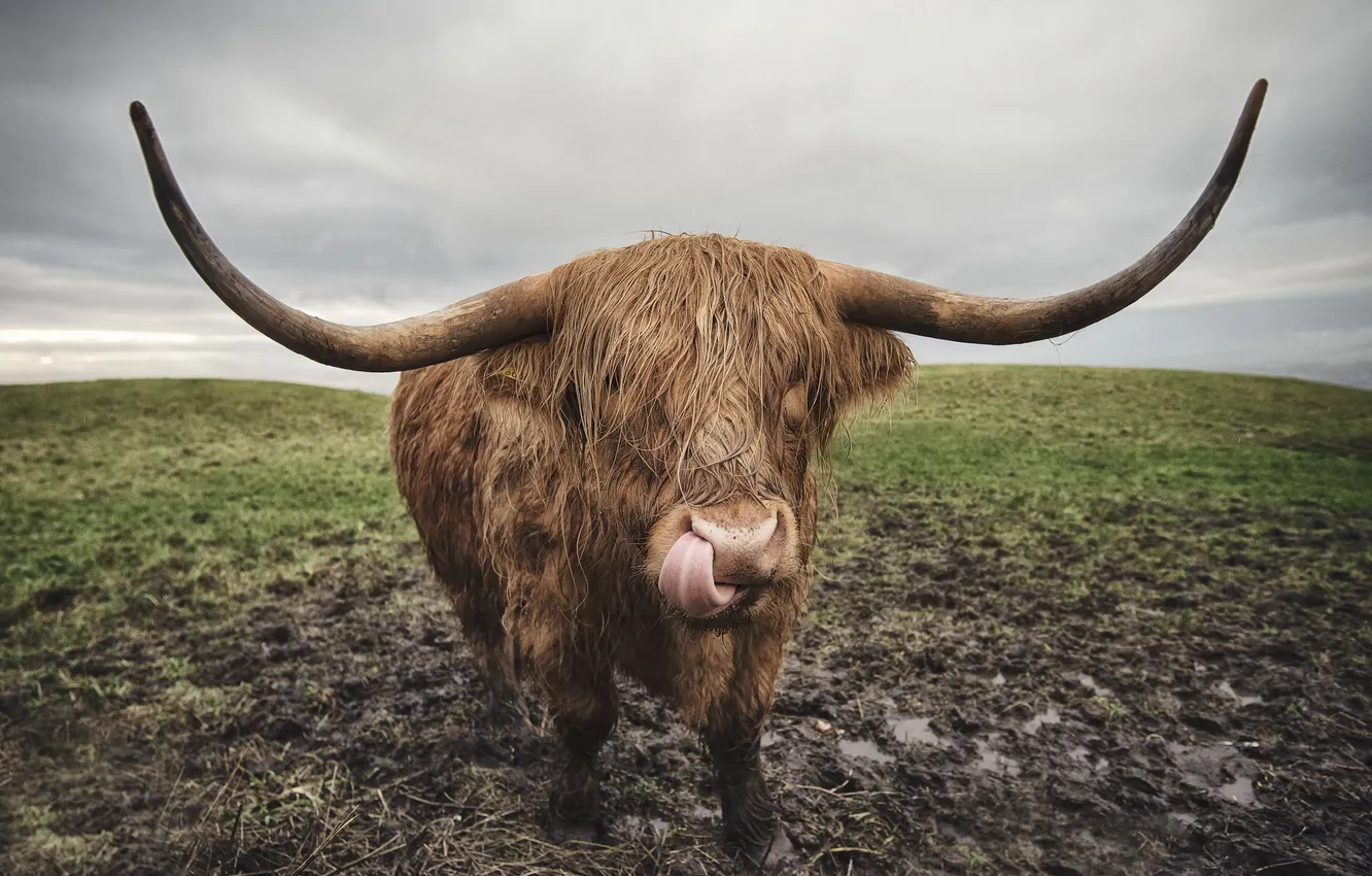 Photo wallpaper nature, background, bull