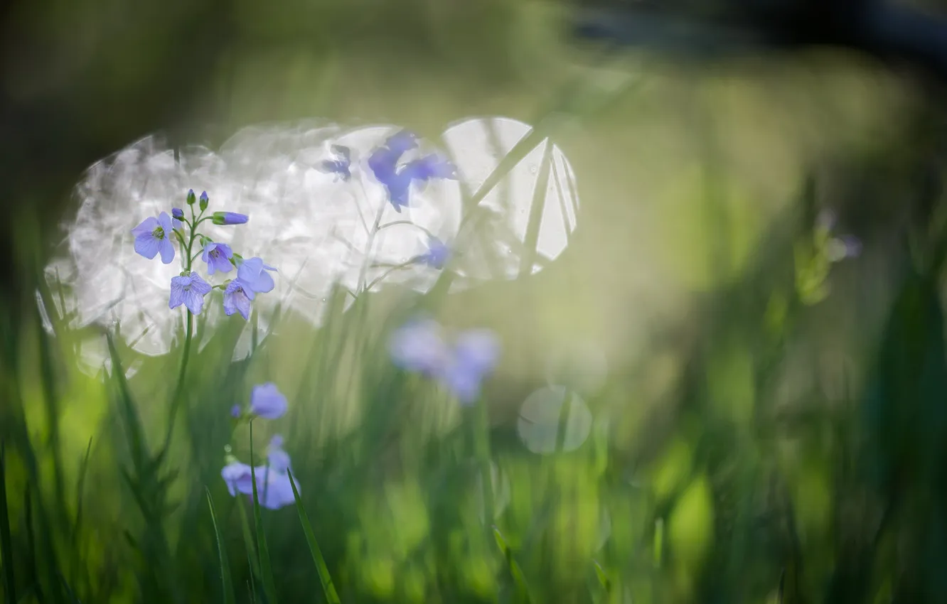 Photo wallpaper grass, flowers, nature