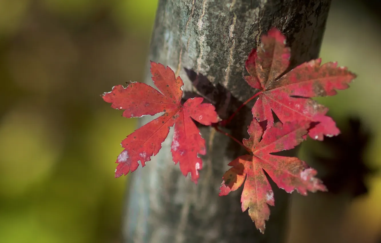 Photo wallpaper autumn, leaves, nature