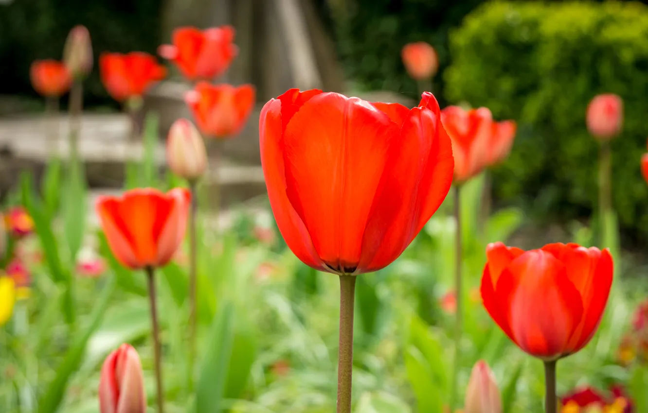 Photo wallpaper field, nature, petals, stem, meadow, tulips