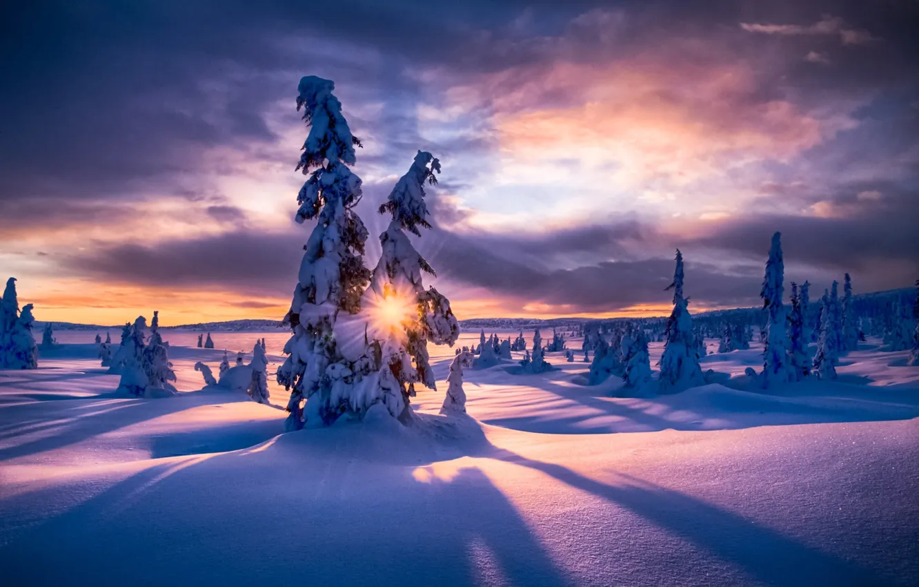 Photo wallpaper winter, forest, snow, nature, dawn