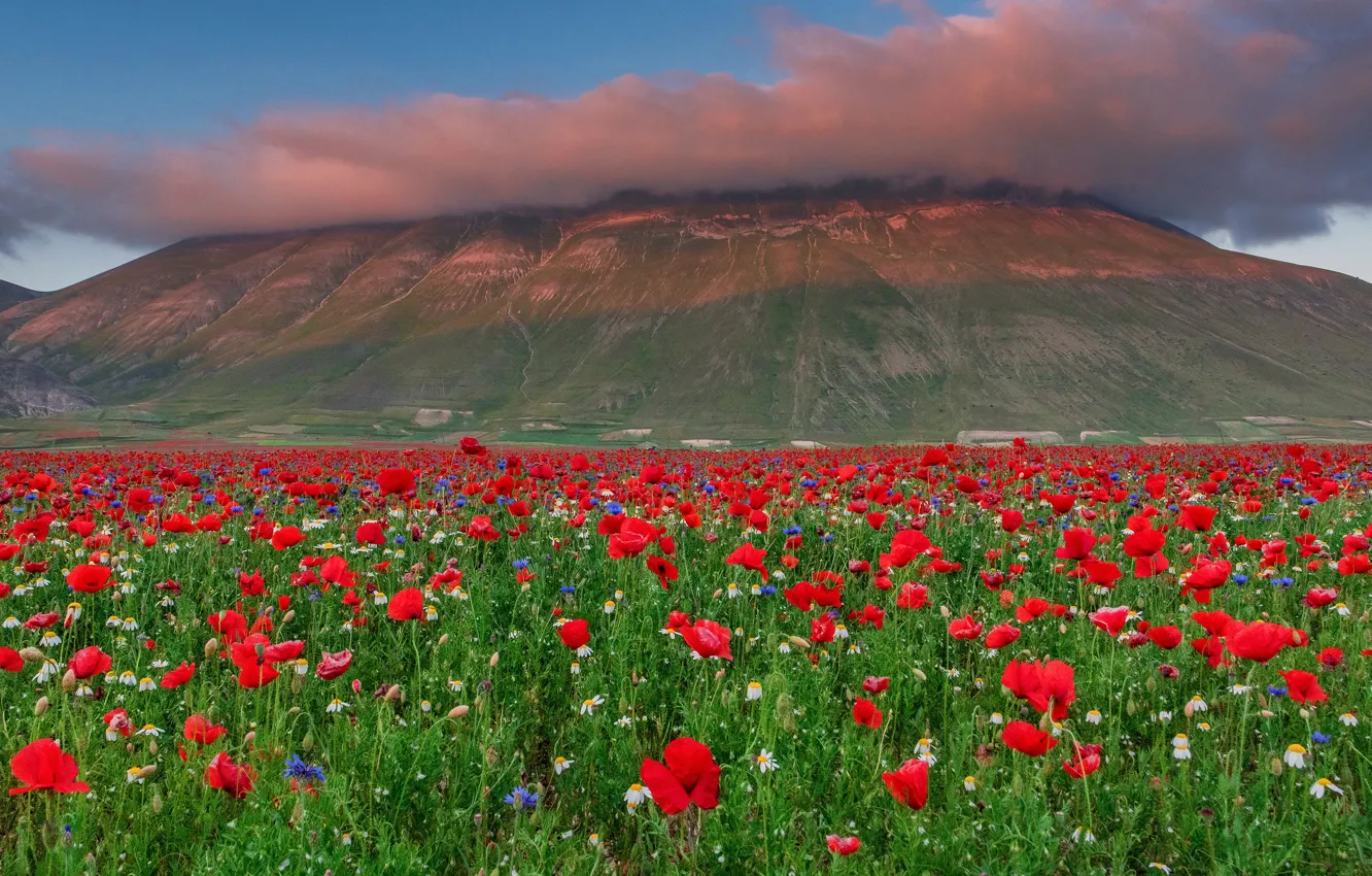 Photo wallpaper summer, clouds, flowers, mountains, red, hills, Maki, meadow