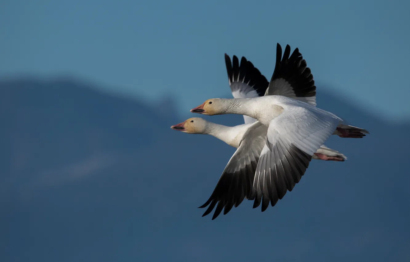 Photo wallpaper the sky, flight, blue, bird, two, wings, pair, geese