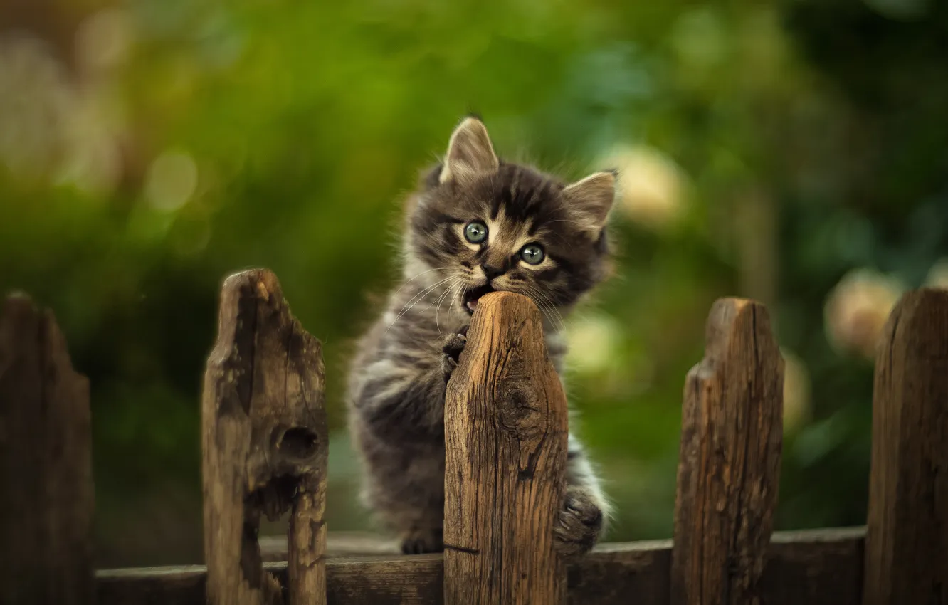 Photo wallpaper the fence, blur, baby, kitty, Yuriy Korotun