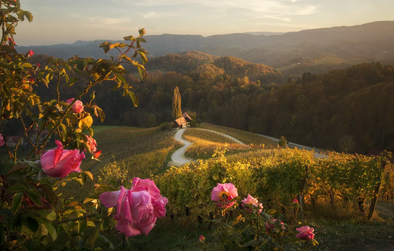 Photo wallpaper flowers, nature, hills, house, Materov.