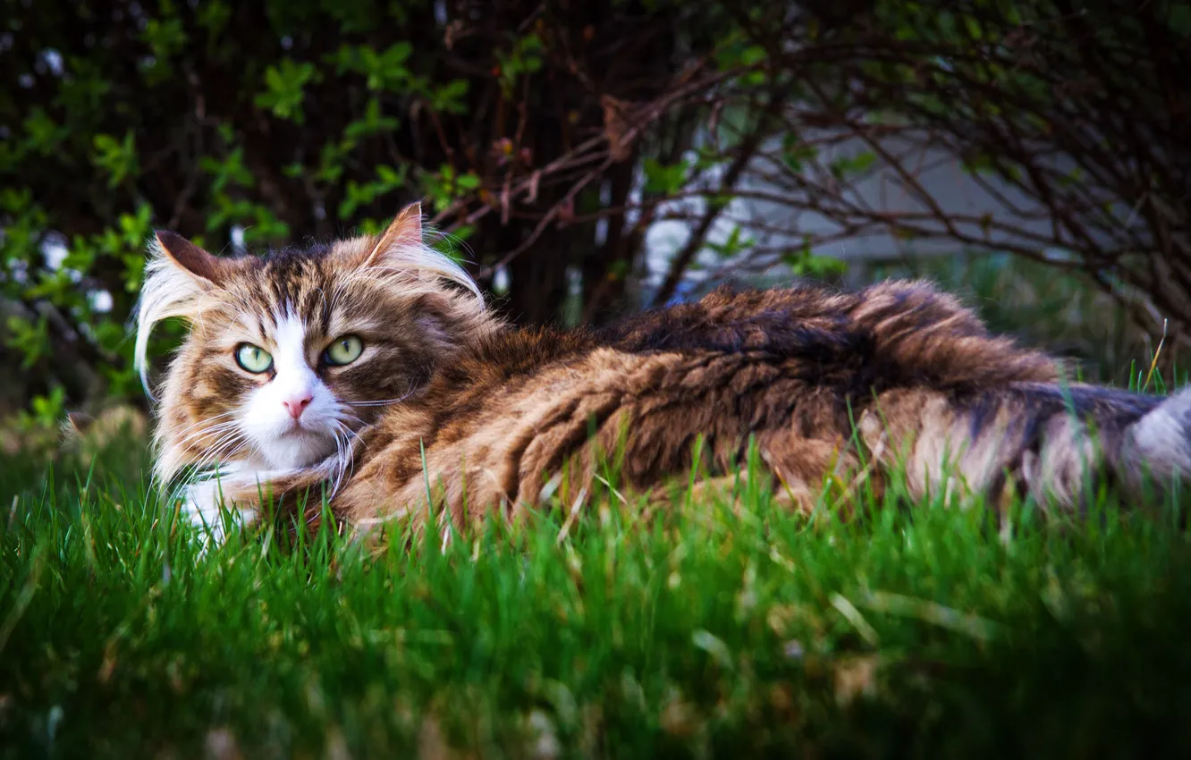Photo wallpaper cat, grass, look, shrub