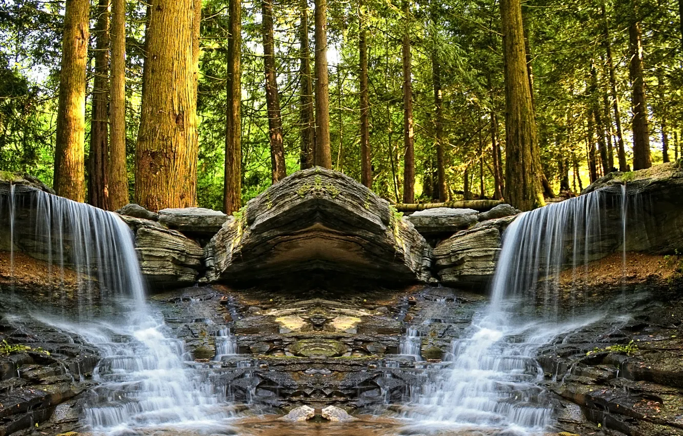 Photo wallpaper forest, trees, stream, stones, waterfall, "turtle"