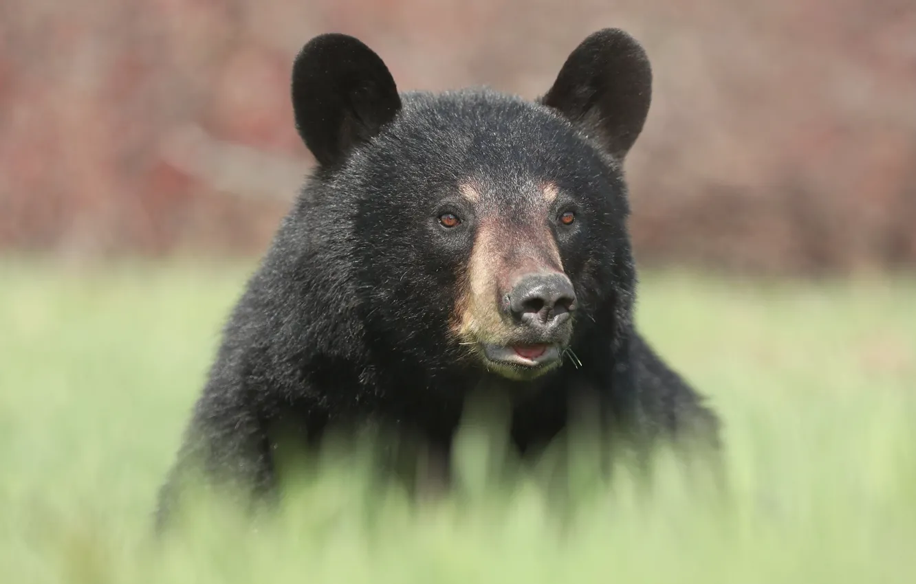 Photo wallpaper grass, look, face, background, black, portrait, bear, bear