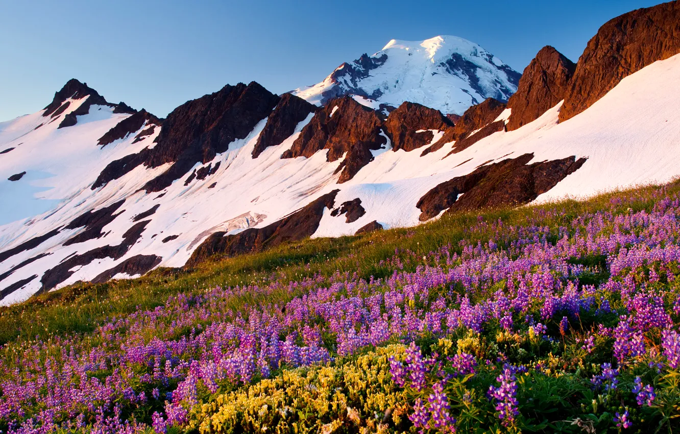Photo wallpaper the sky, snow, flowers, mountains, meadow