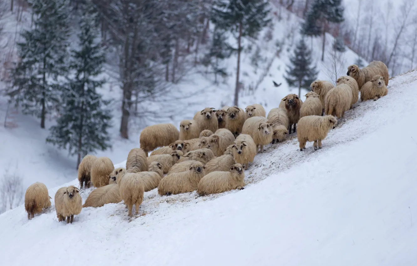 Photo wallpaper winter, mountains, sheep, flock