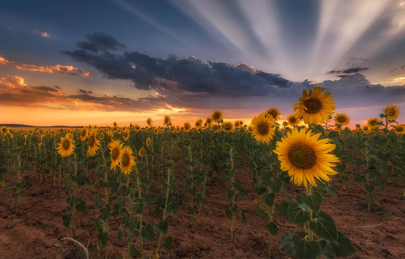 Photo wallpaper field, summer, the sky, clouds, rays, light, sunflowers, landscape
