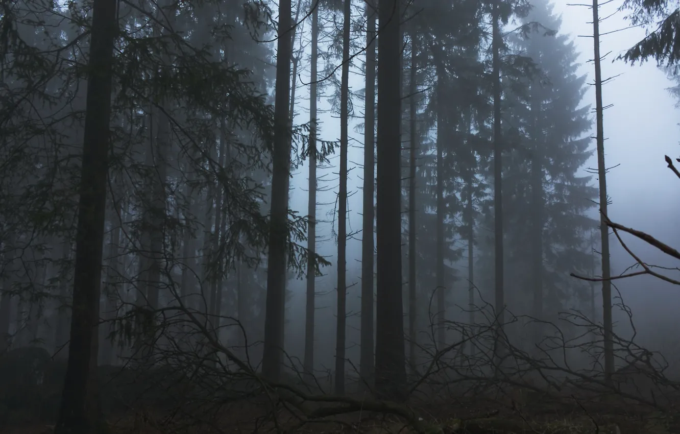 Photo wallpaper forest, trees, nature, fog, twilight