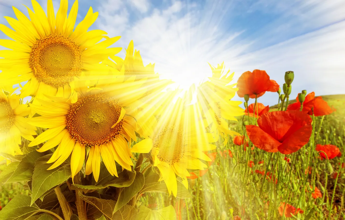 Photo wallpaper field, sunflowers, flowers, nature, Maki, field, the sun's rays