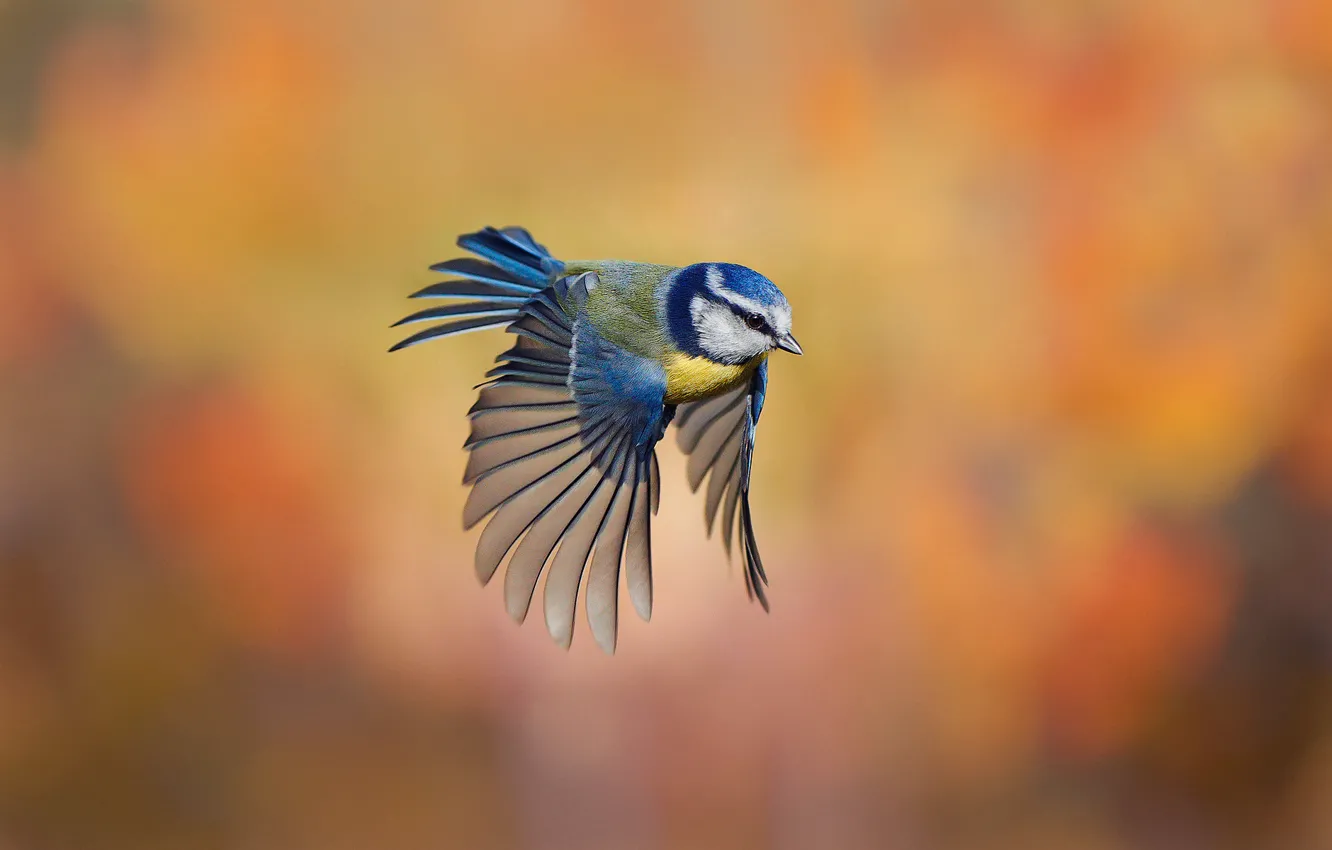 Photo wallpaper background, bird, flight, razmytost, tit