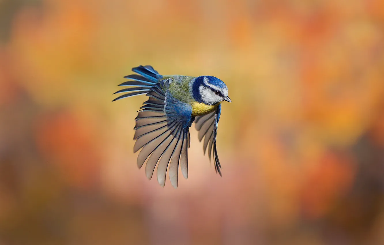 Photo wallpaper flight, background, bird, razmytost, tit