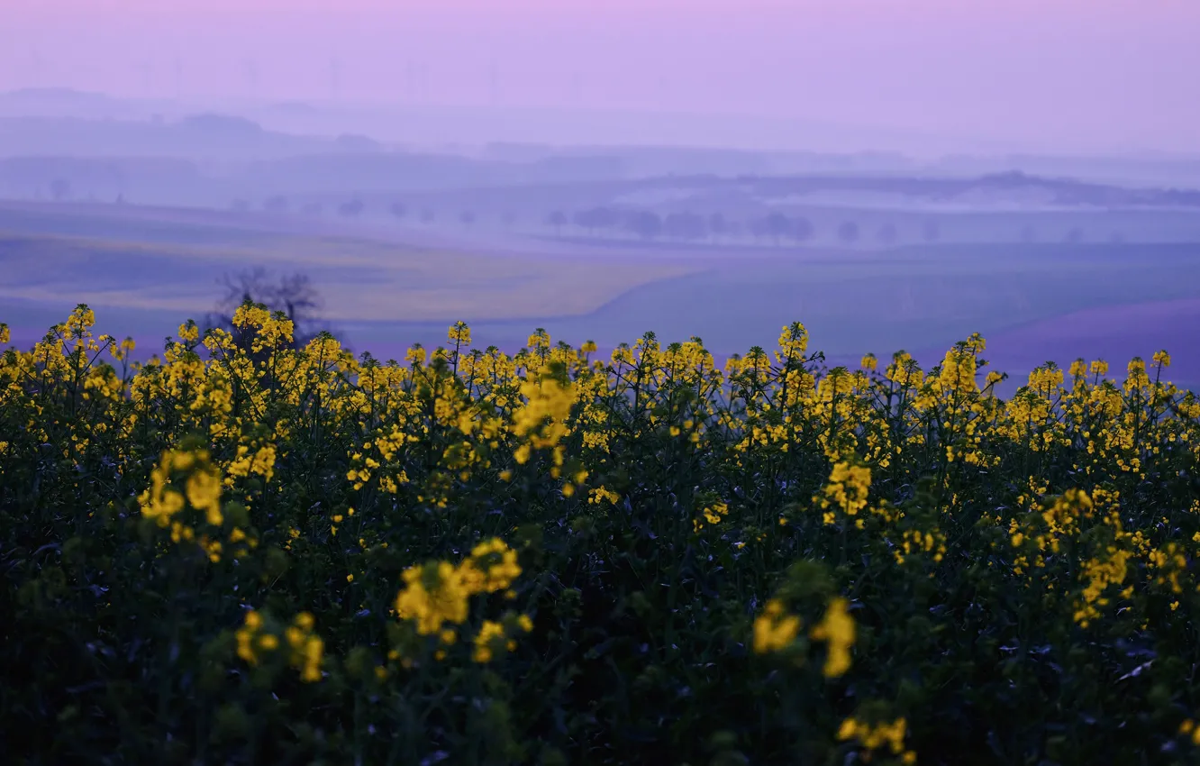Photo wallpaper field, flowers, dal, rape, rapeseed field