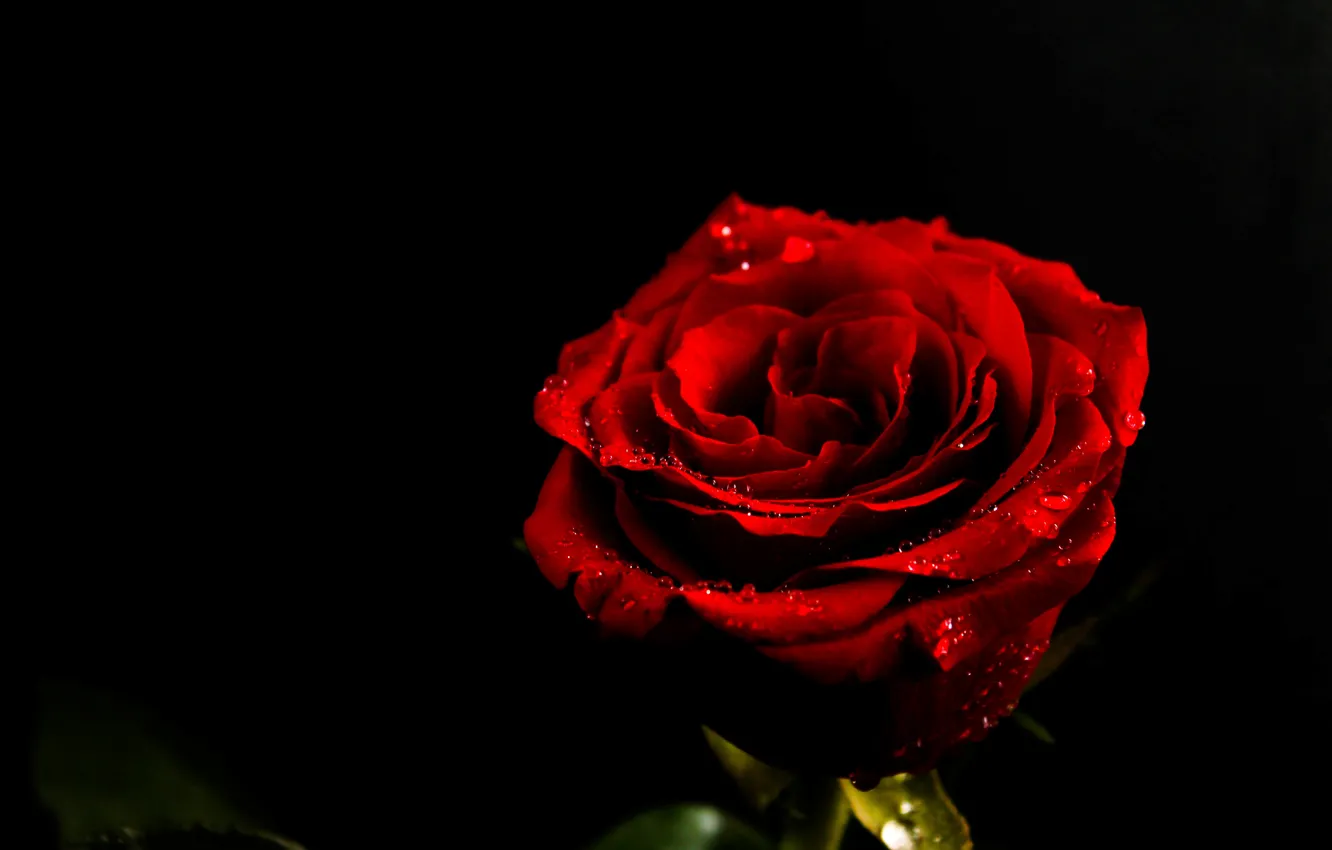 Photo wallpaper flower, drops, Wallpaper, rose, red
