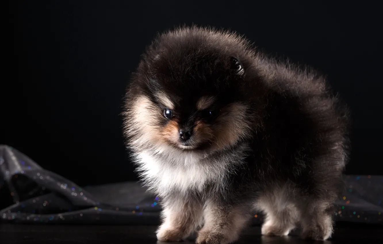 Photo wallpaper fluffy, puppy, Spitz, baby