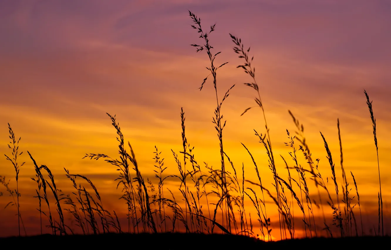 Photo wallpaper field, the sky, grass, the sun, sunset, yellow, lilac
