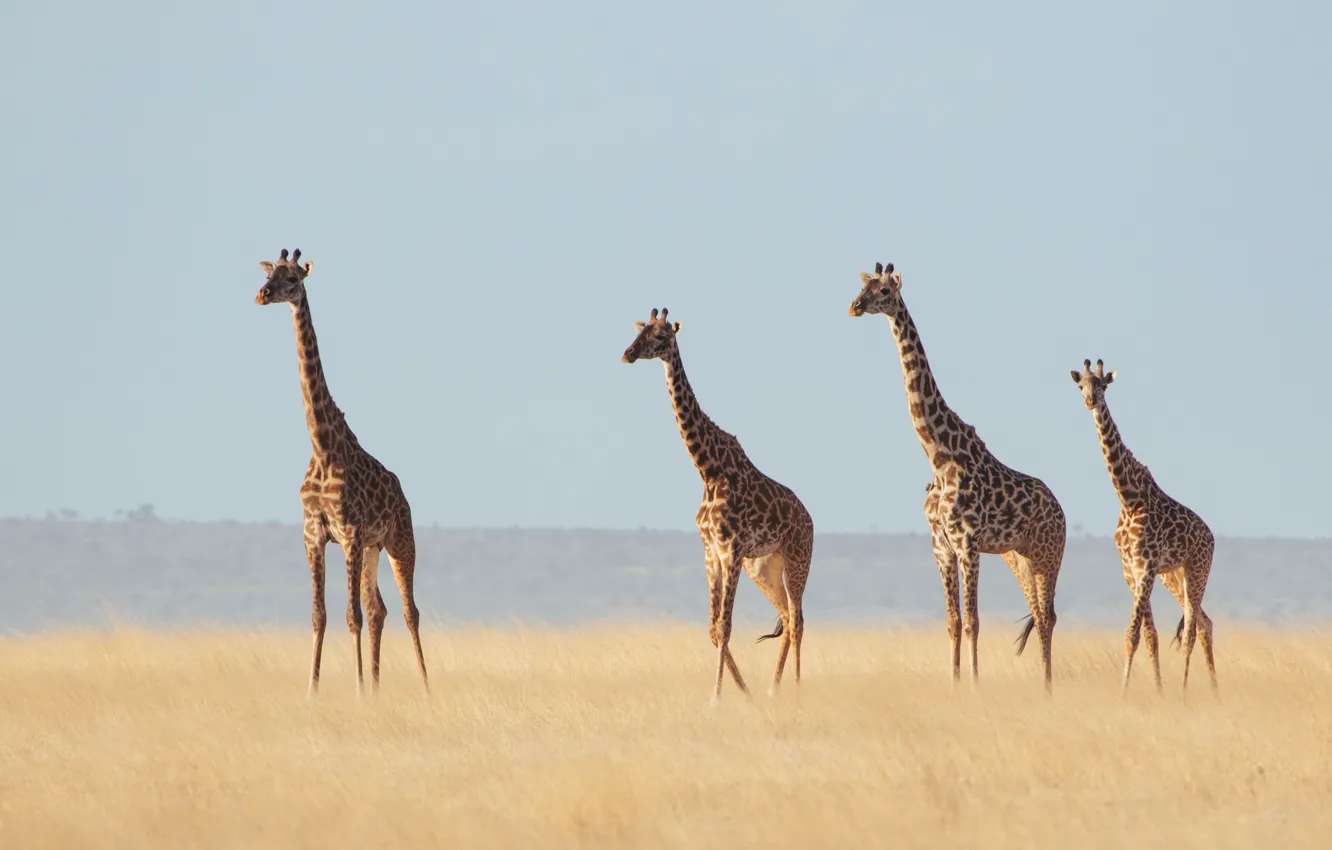 Photo wallpaper field, giraffe, wildlife