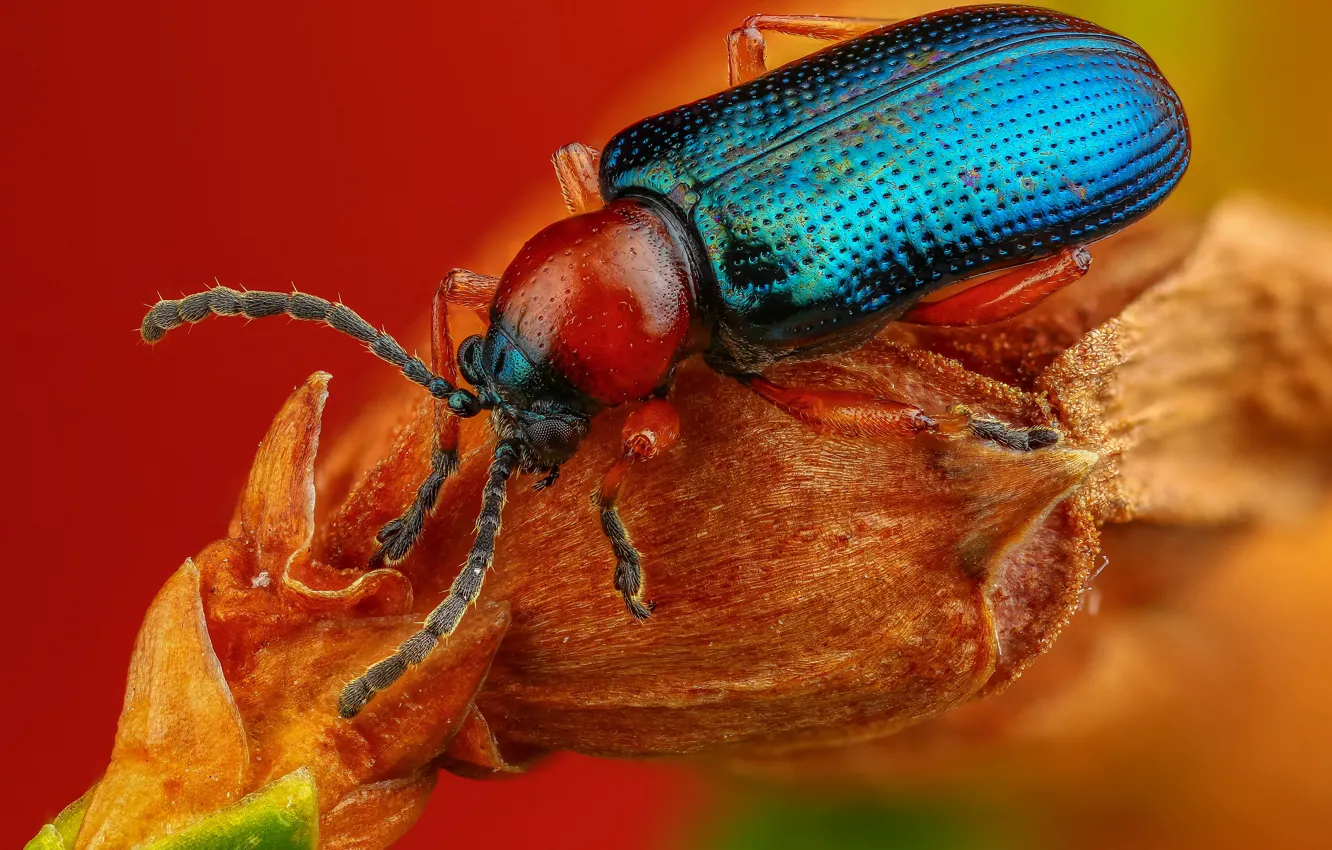 Photo wallpaper macro, blue, red, background, plant, beetle, brilliant, nasekomoe