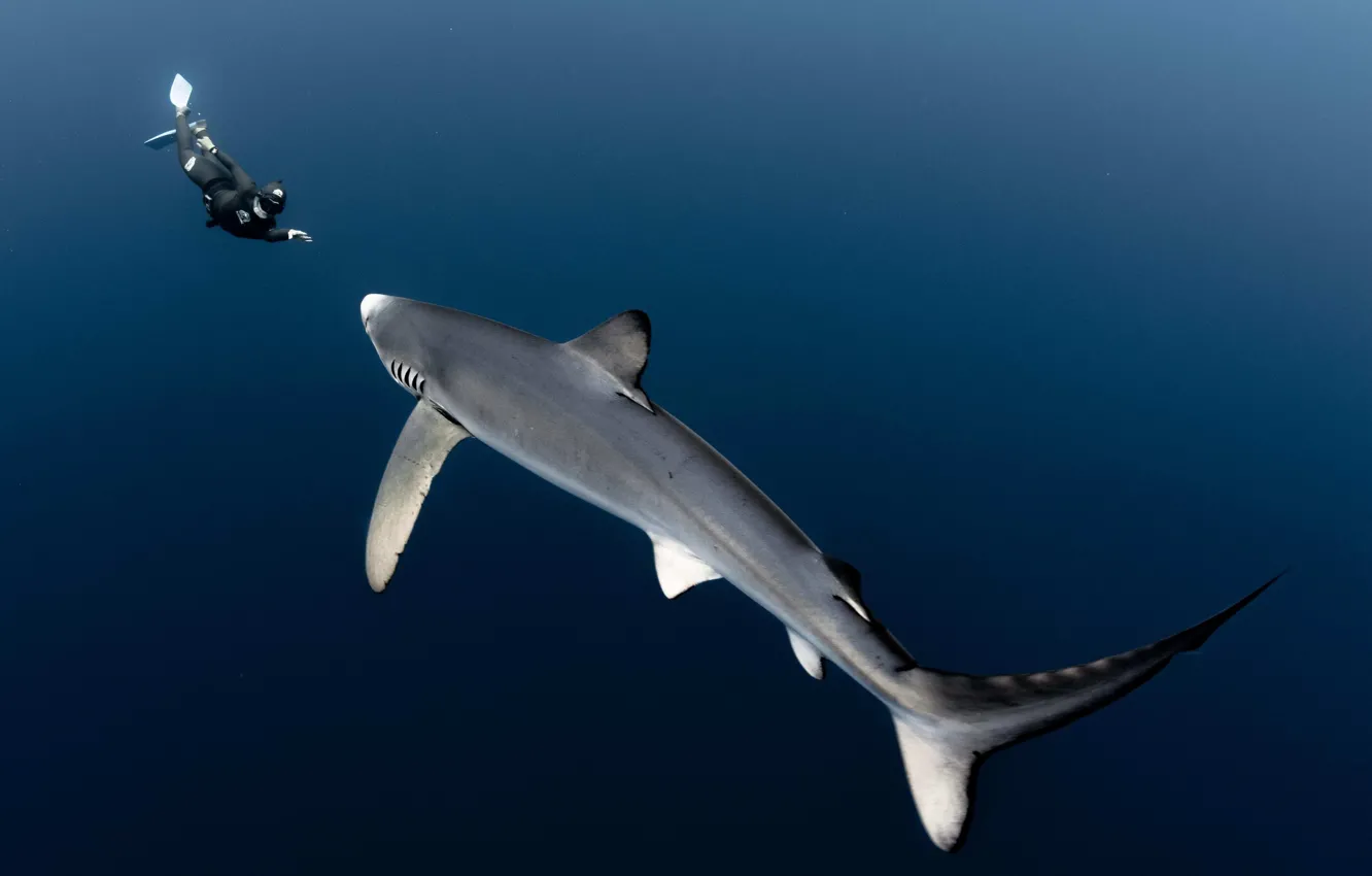Photo wallpaper shark, the diver, swimmer, male, underwater world, diver