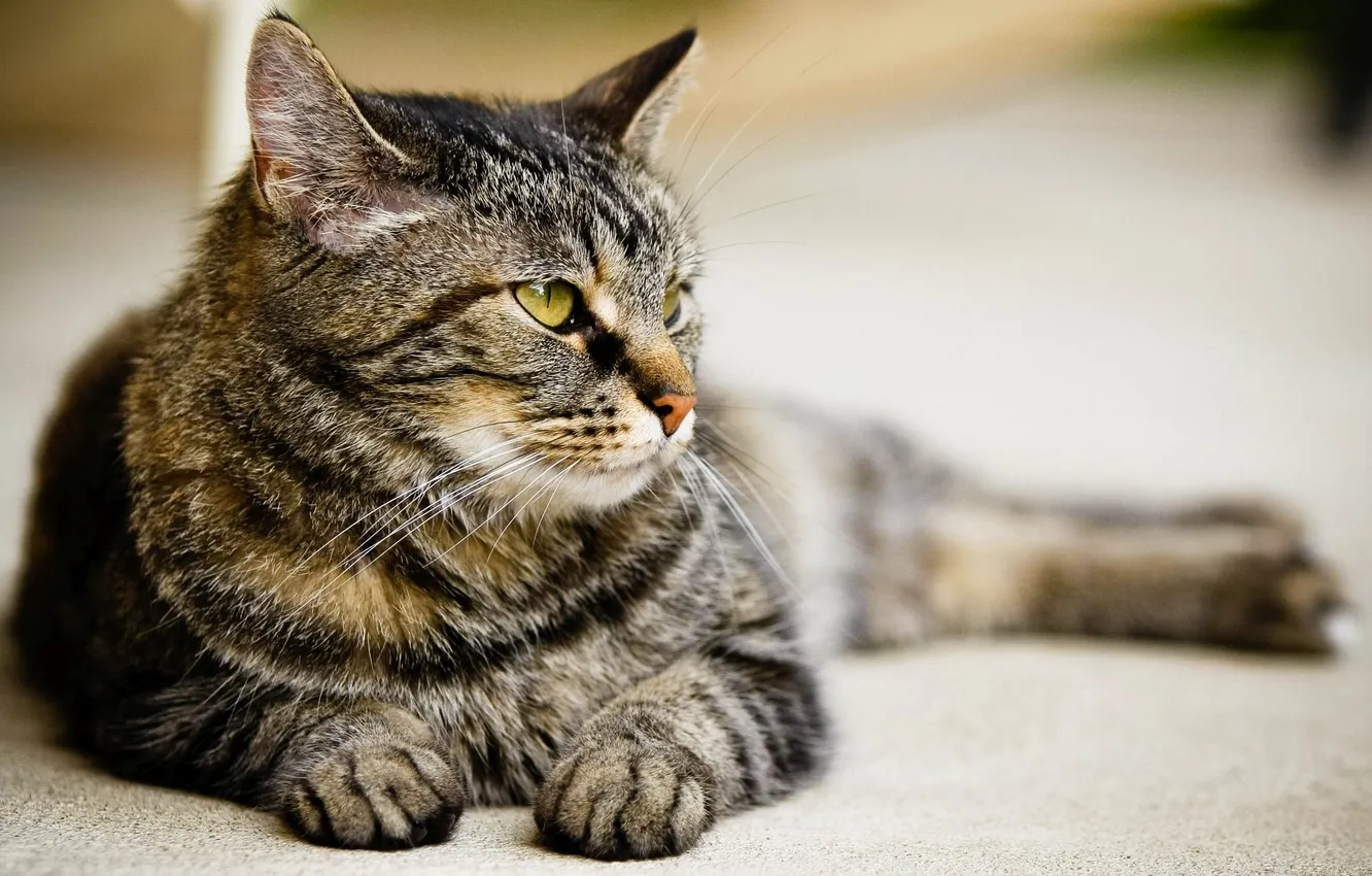 Photo wallpaper cat, cat, look, lies, cat