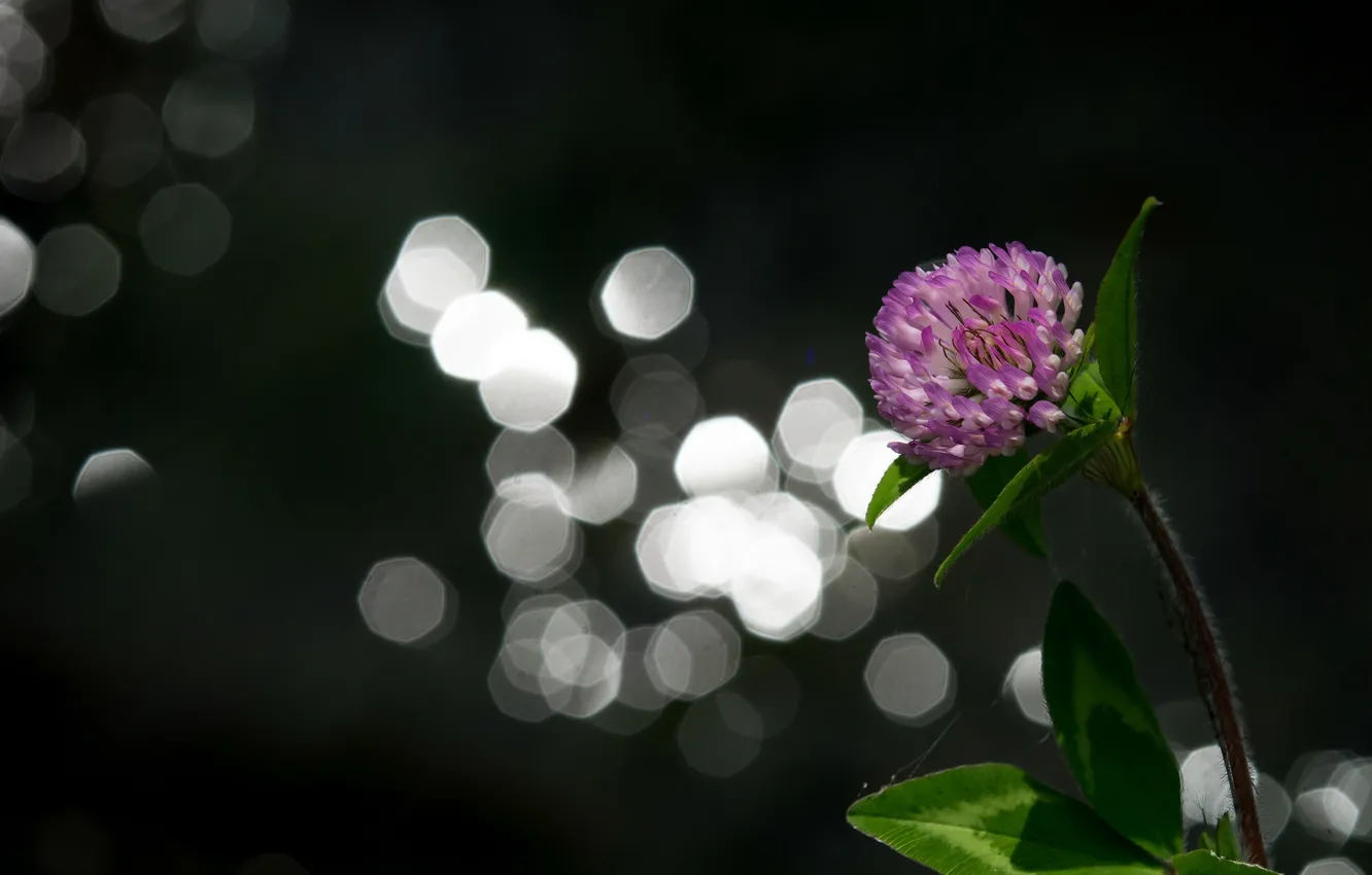 Photo wallpaper macro, nature, clover